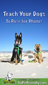 Oct 10, 2019 · in this way, you are allowing the dogs to first bond as a pack on the walk, then allowing the dogs currently living in the home to bring the new dogs in. Get Your Dog Posing For Photos In 6 Simple Steps Gopetfriendly