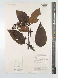 Image result for Harungana montana