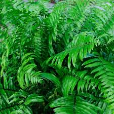 Image result for Nephrolepis biserrata