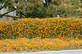 Image result for Thunbergia gregorii