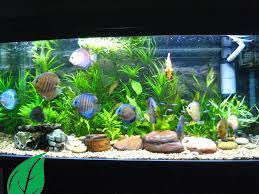 Malah akan lebih indah dari kita membeli. Cara Menghias Aquarium Dengan Tanaman Plastik Dan Hidup 2021