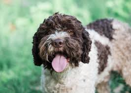 Maybe you would like to learn more about one of these? Lucton Lagotto S Lagotto Romagnolo Dog Breeder Queensland Australia