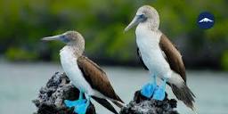Top 20 Galapagos Islands Animals Not to Be Missed - Rebecca ...