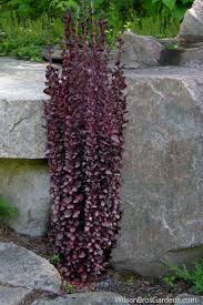 Berberis thunbergii 'helmond pillar' 5' high x 2' wide size: Buy Helman Pillar Red Barberry Plant Free Shipping 3 Gallon Size Pot For Sale Online From Wilson Bros Gardens