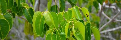 A small tree can bring beauty and diversity into your yard while taking up very little space. Poisonous Trees In Florida Florida Hikes