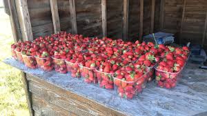 Cueillette De Fraises De Port Saint Pere Posts Facebook