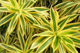 Image result for Dracaena sanderiana