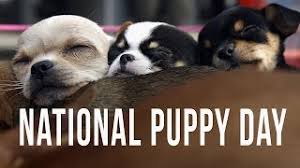 International puppy day 2021 images. National Puppy Day 2021 Memes Videos And Gif The Best And Cutest Tweets Itech Post