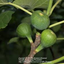 A general rule of thumb, however, is to start with a container approximately six inches (15 cm.) wider than that from which the tree is initially placed in at the nursery. Fruit Trees In Containers Garden Org