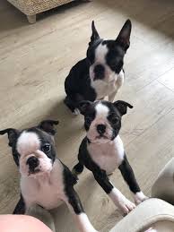 A boston terrier puppy will also need to be provided with a warm, dry environment. Boston Terrier Puppies For Sale Colorado Springs Co 327796