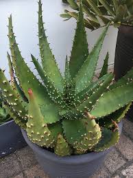Image result for Aloe aculeata × ortholopha