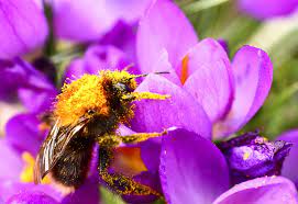 Honey bee pollinating a flower. Inviting Pollinators Into Your Backyard