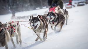 Randonnées en traîneau à chiens sur les sentiers blancs des forêts de grandvalira. 6 Endroits Ou Faire Un Tour De Traineau A Chiens Au Quebec