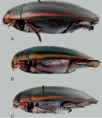 Image result for Dyschoriste multicaulis