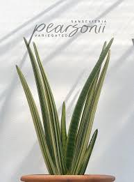 Image result for Sansevieria pearsonii