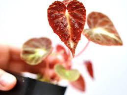 Image result for Begonia ciliobracteata