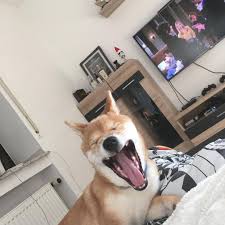Feel free to download, share, comment and discuss every wallpaper you like. Bob The Doge Yawn Shibainu Shibapuppy Shibe Doge Bleb