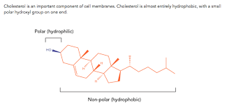 Check spelling or type a new query. The Diagram Below Depicts Four Possible Orientations Chegg Com