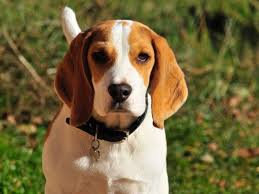 Get it as soon as thu, jul 15. Beagle Guia Con Caracteristicas Entrenamiento Y Cuidados 2020