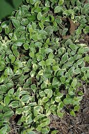 Image result for Vinca major