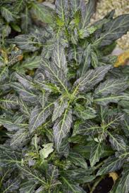 Image result for Gynura pseudochina