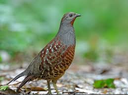 Birds That Start With Q Taiwan Bamboo Partridge Bambusicola Sonorivox By Richard2formosa Bird Photo Beautiful Birds Birds