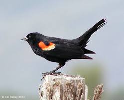 Birds With Yellow Feathers In Michigan Michigan Bird Identificatio Flashcards Proprofs Black Bird Red Wing Blackbird Bird Identification