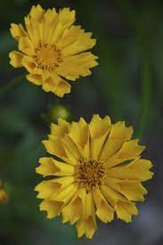 Coreopsis Jethro Tull Flowers Feed Amazing Flowers Beautiful Flowers