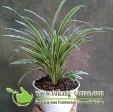 Tanaman bunga adenium dalam pot. Tanaman Hias Dalam Pot Tanaman Lili Paris Tanaman Indoor Outdoor Shopee Indonesia
