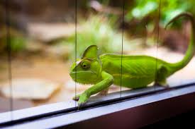 You will need two at least, probably three or four to provide decent coverage of your chameleon's cage but you can go as wild as you want here. Chameleon Supplies Everything To Properly Chameleon Care Pet Comments