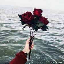 ÙˆØ±Ø¯ Ø¹Ù„Ù‰ Ø§Ù„Ø¨Ø­Ø± Ø§Ø¬Ù…Ù„ Ù…Ø§ Ø³ØªØ±Ø§Ù‡ Ø¹ÙŠÙ†Ùƒ Ø§Ø¹ØªØ°Ø§Ø± Ùˆ Ø§Ø³Ù
