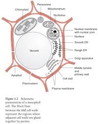 Both plant and animal cells can contain vacuoles, but vacuoles are far more prevalent in plant cells. Vacuoles Have Multiple Functions