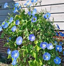 Image result for Ipomoea Heavenly Blue