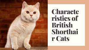 He was once known as the british blue because he came only in that color, but these days his short, plush coat comes in many different colors and patterns. Best 10 British Shorthair Facts History Personality Characteristics Zoological World