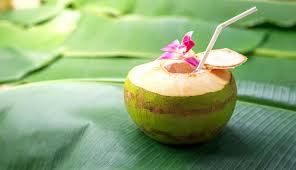 Air kelapa ternyata lebih bernutrisi ketimbang susu penuh (whole milk) karena tidak mengandung kolesterol & rendah lemak. Khasiat Minum Air Kelapa Dari Batoknya Genpi Co