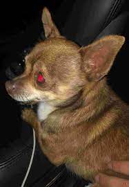 Pin On Photos From Lost Dogs Minnesota