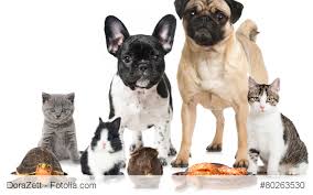 Katzenhaltung 1 zimmer wohnung tierquälerei? Katzenhaltung Archive Refrago