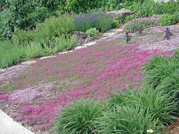 Creeping Thyme Lawn Google Search Plantes Couvre Sol Deco Jardin Amenagement Devant Maison