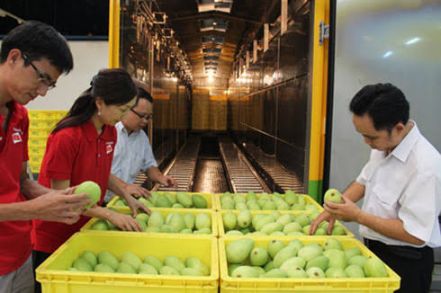 Vận chuyển xoài từ Bình Dương đi Thanh Hóa: Quy cách đóng gói