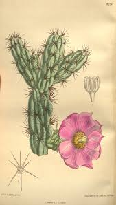 Image result for Opuntia imbricata