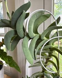 Image result for Crassula perfoliata