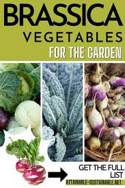 Image result for Brassica