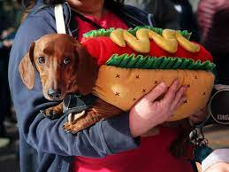 A Dog Owner Dressed His 17 Dachshunds In Christmas Outfits