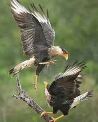 Birds Of Prey Pictures And Names Crested Caracaras Bird Photography Birds Beautiful Birds