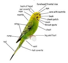 Bird Diagram On A Parakeet Budgie Parakeet Parakeet Budgies