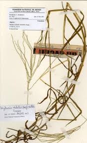 Image result for Digitaria debilis