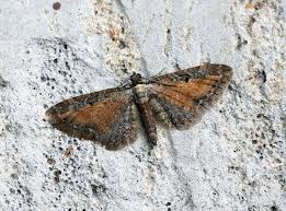 Image result for Eupithecia icterata