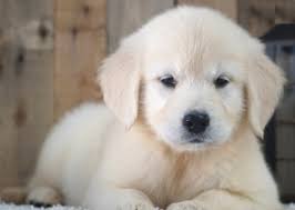 Hours may change under current circumstances Recklessly Golden Retriever Puppy Adoption