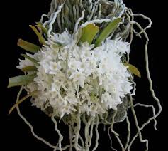 Image result for Mystacidium