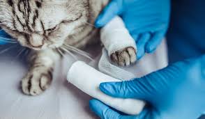 About 1 in 3 veterinarians worked more than 50 hours per week in 2012. How To Become A Vet Cv Library